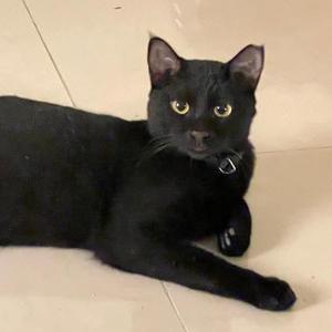 Basyak, young, available for adoption
