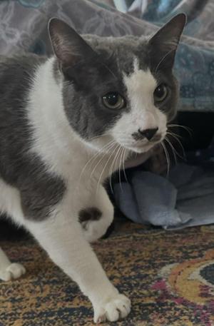A gray and white cat standing on a patterned carpet, looking directly at the camera.