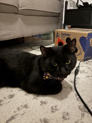 Onyx, young, available for adoption