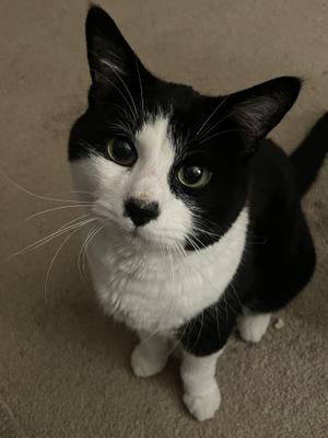 Spruce, senior, available for adoption