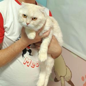 A person holding a white cat with yellow eyes.