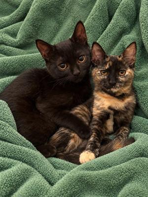 Lilo and Torti, kitten, available for adoption