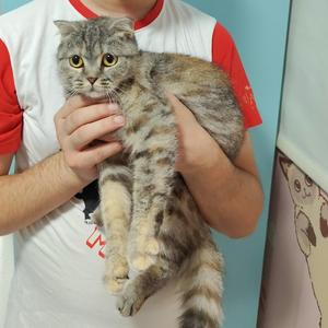 A person holding a gray tabby cat with large eyes and a fluffy tail.