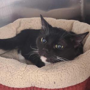 Pixel, adult, available for adoption
