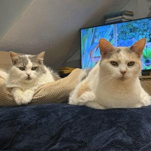 Blossom & Josephine, senior, available for adoption