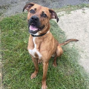 Daisy, Boxer, adult, available for adoption