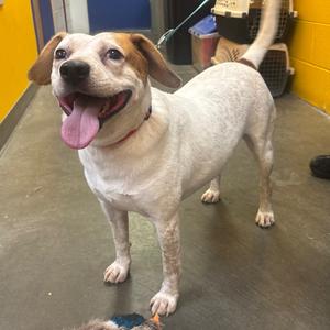 Spike, Beagle, adult, available for adoption