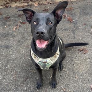black dog wearing a camouflage harness