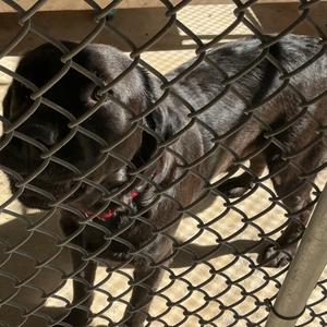Midnight, Retriever, Labrador, adult, available for adoption