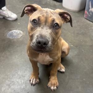 A brown and white puppy with floppy ears sitting on a concrete floor, looking directly at the camera.