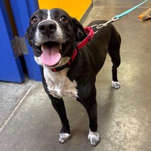 Spooky, Cattle Dog, Australian (Blue Heeler), adult, available for adoption