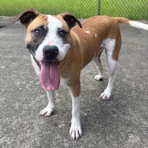 A brown and white dog with a black nose and floppy ears standing on a concrete surface. The dog has a pink tongue hanging out and is looking directly at the camera. The background shows a green fence.