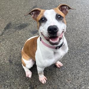 A happy brown and white dog sitting on a paved surface, wearing a pink collar.
