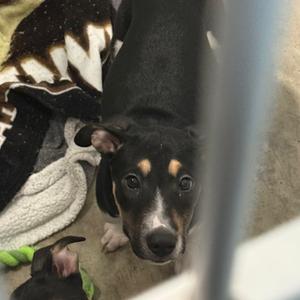 Dixie, Hound, puppy, available for adoption