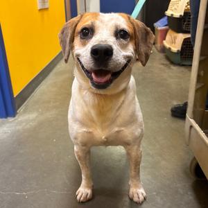 Spot, Beagle, adult, available for adoption