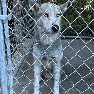 Polar, Husky, adult, available for adoption