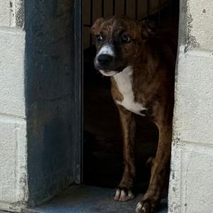 Phoebe, Retriever, Labrador, adult, available for adoption