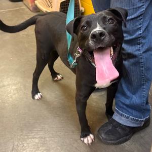 Bella, Retriever, Labrador, adult, available for adoption