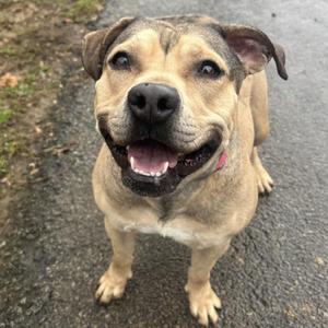 A happy dog with a brown and black coat, standing on a paved surface, looking up with its mouth open and tongue out.