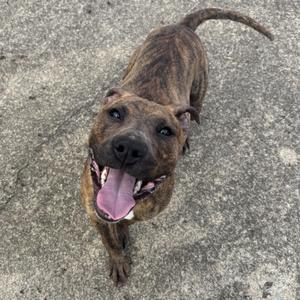 A brindle-colored dog with a black muzzle and floppy ears is sitting on a concrete surface, looking up with its mouth open and tongue out.