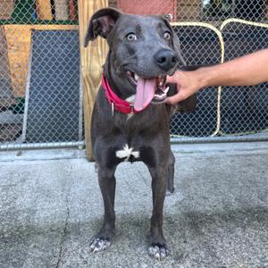 Roadie, Retriever, Labrador, adult, available for adoption