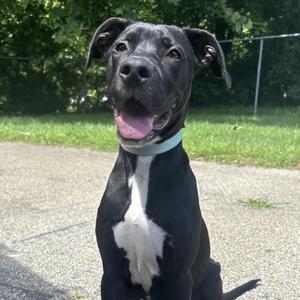 Callie, Retriever, Labrador, adult, available for adoption