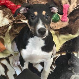 Darcy, Hound, puppy, available for adoption