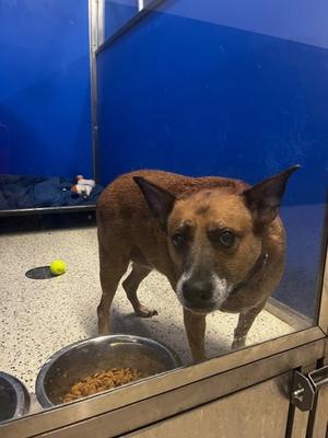 Katniss, Mixed Breed, adult, available for adoption