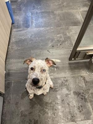 A white dog with black spots sitting on a gray tiled floor, looking up at the camera.