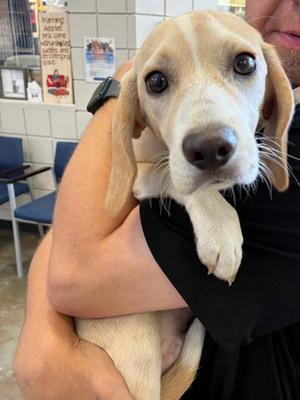 Cooper, Beagle Mix, puppy, available for adoption