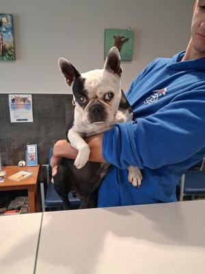 Fidelis, Boston Terrier Mix, senior, available for adoption
