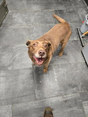 A brown dog looking up with its mouth open, standing on a gray tiled floor.