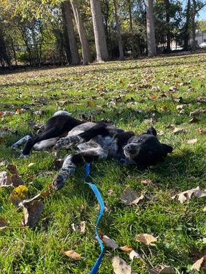 Liza, Border Collie Mix, young, available for adoption