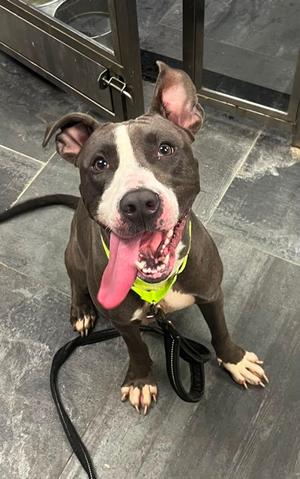 Jellybean, Mixed Breed, adult, available for adoption