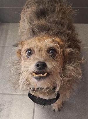 A close-up of a small, scruffy dog with a shaggy coat, looking directly at the camera with its mouth slightly open, revealing its teeth. The dog is wearing a black collar and is standing on a tiled floor.