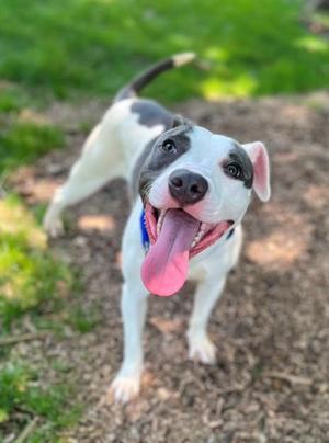 Terry, Mixed Breed, adult, available for adoption