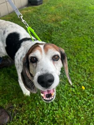 Bongo, Beagle Mix, senior, available for adoption
