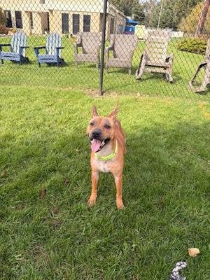 A brown dog with a green collar standing on a grassy lawn, with a fence and chairs in the background.