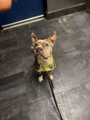 A dog wearing a yellow harness and leash, sitting on a tiled floor.