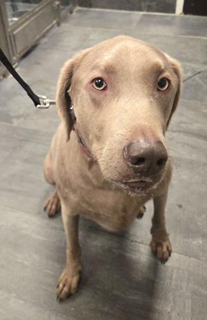 A light brown dog sitting on a tiled floor, wearing a collar and leash, looking directly at the camera.