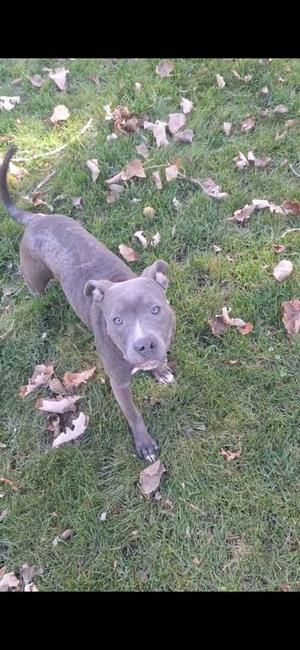 A gray dog standing on a grassy area with fallen leaves around it.