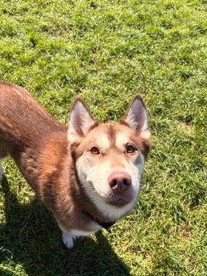 Virginia, Alaskan Husky Mix, adult, available for adoption