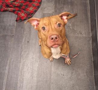 A brown dog with floppy ears and a white chest is sitting on a gray tiled floor, looking up at the camera. A red and black plaid blanket is visible in the top left corner.