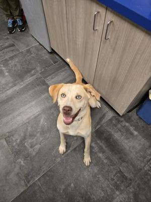 A yellow Labrador Retriever dog sitting on a gray tiled floor, looking up with its mouth open and tongue out, in front of a wooden cabinet with a blue countertop.