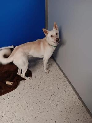 A light-colored dog standing in a room with a blue wall and a brown blanket on the floor.