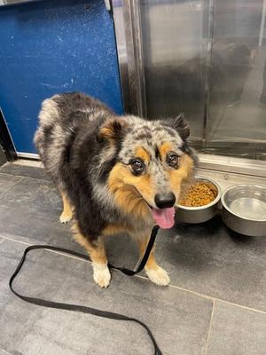 Max, Australian Shepherd Mix, adult, available for adoption