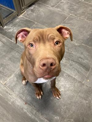 A brown dog with a white chest and pink ears looking up at the camera.