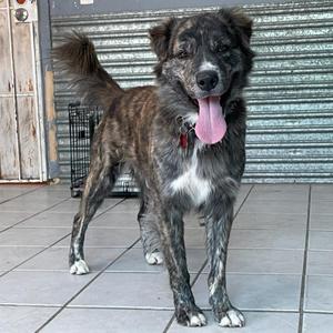 Chance, Shepherd, senior, available for adoption