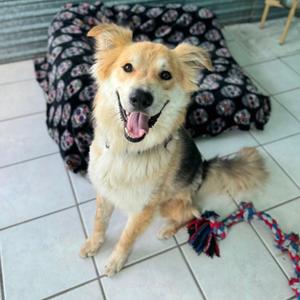 Trooper, Collie, senior, available for adoption