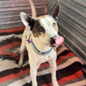 Brax, Mixed Breed (Medium), senior, available for adoption